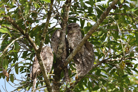 Tawny frogmouth (Podargus strigoides) Queensland, Australiaの写真素材