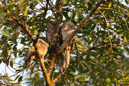 Tawny frogmouth (Podargus strigoides) Queensland, Australiaの写真素材