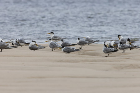 greater crested tern (Thalasseus bergii velox, Sterna bergii) Noosa Heads, Queensland, Australia