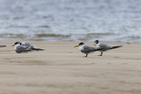 greater crested tern (Thalasseus bergii velox, Sterna bergii)の写真素材
