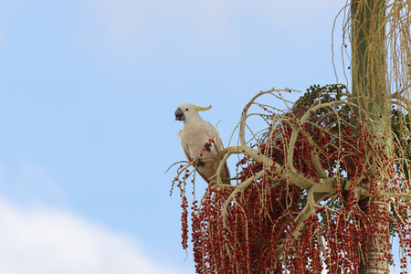 Sulfur-crested Cockatoo (Cacatua galerita), Queensland, Australiaの写真素材