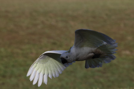 Sulfur-crested Cockatoo (Cacatua galerita), Queensland, Australiaの写真素材