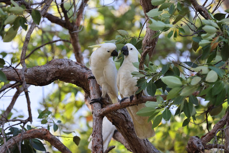 Sulfur-crested Cockatoo (Cacatua galerita), Queensland, Australiaの写真素材