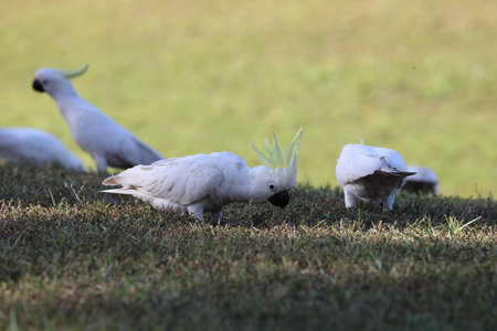 Sulfur-crested Cockatoo (Cacatua galerita), Queensland, Australia