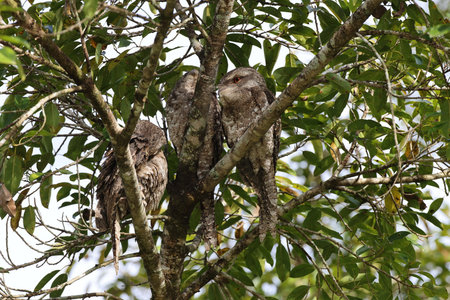 Tawny frogmouth (Podargus strigoides) Queensland, Australiaの写真素材
