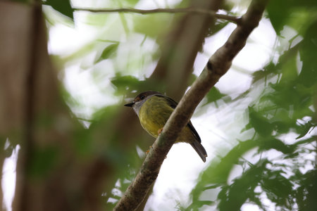 pale-yellow robin (Eopsaltria capito) Queensland, Australiaの写真素材