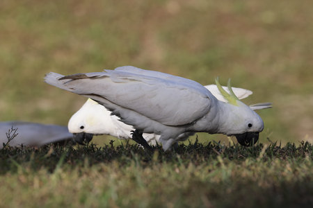 Sulfur-crested Cockatoo (Cacatua galerita), Queensland, Australiaの写真素材