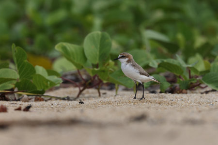red-capped plover (Anarhynchus ruficapillus) Queensland, Australiaの写真素材