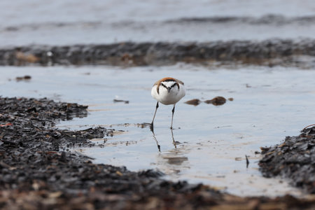 red-capped plover (Anarhynchus ruficapillus) Queensland, Australiaの写真素材