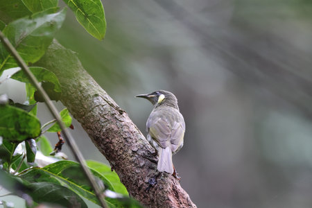 yellow-spotted honeyeater (Meliphaga notata) Queensland, Australiaの写真素材