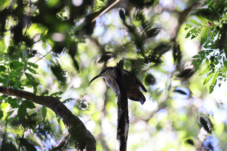 Victoria's riflebird (Ptiloris victoriae) female Queensland, Australiaの写真素材