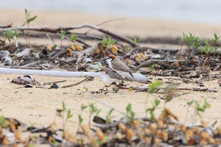red-capped plover (Anarhynchus ruficapillus) Queensland, Australiaの写真素材