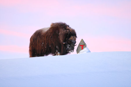 Musk ox at a trail marker in winter in Dovrefjell-Sunndalsfjella National Park Norwayの写真素材