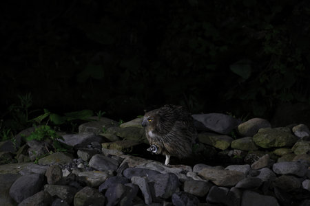 Blakiston's fish owl (Ketupa blakistoni) fishing at night Hokkaido Japanの写真素材