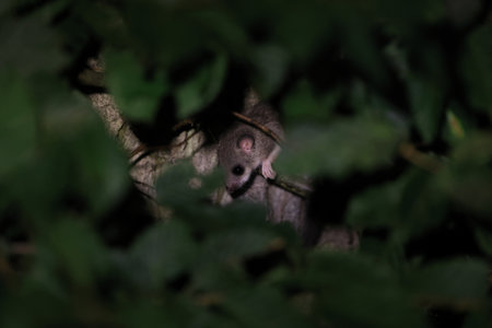 dormouse at night in the forest Baden-Wuerttembergの写真素材