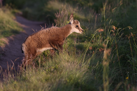young Chamois (Rupicapra rupicapra) Vosges Mountains Franceの写真素材