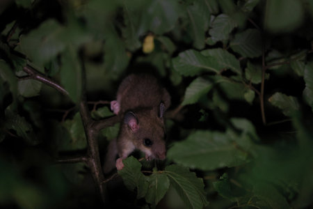 dormouse at night in the forest Baden-Wuerttemberg Germanyの写真素材