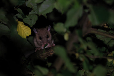 dormouse at night in the forest Baden-Wuerttemberg Germanyの写真素材