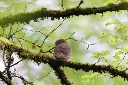 Eurasian pygmy owl female (Glaucidium passerinum) Swabian Jura Germanyの写真素材