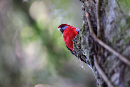 Crimson rosella (Platycercus elegans) in the rainforest Queensland, Australiaの写真素材