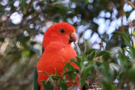 Curious Australian King-parrot (Alisterus scapularis) in the tree, Queensland Australiaの写真素材