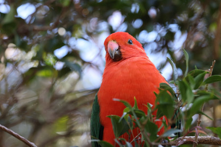 Curious Australian King-parrot (Alisterus scapularis) in the tree, Queensland Australiaの写真素材