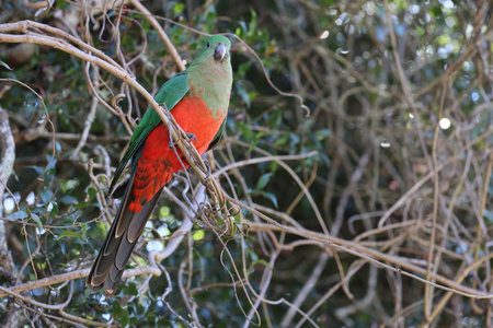 Curious Australian King-parrot (Alisterus scapularis) in the tree, Queensland Australiaの写真素材