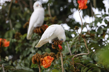 little corella (Cacatua sanguinea) Queensland, Australiaの写真素材