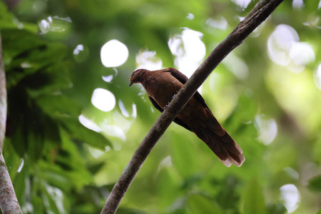 brown cuckoo-dove (Macropygia phasianella) Queensland, Australiaの写真素材
