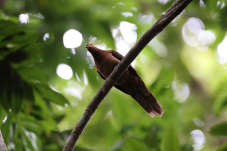 brown cuckoo-dove (Macropygia phasianella) Queensland, Australiaの写真素材