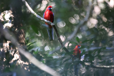 Crimson rosella (Platycercus elegans) in the rainforest Queensland, Australiaの写真素材