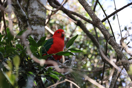 Curious Australian King-parrot (Alisterus scapularis) in the tree, Queensland Australiaの写真素材