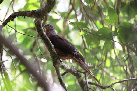 brown cuckoo-dove (Macropygia phasianella) Queensland, Australiaの写真素材