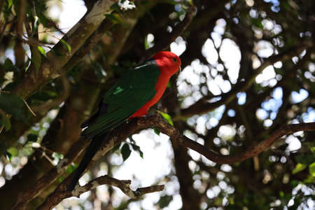 Curious Australian King-parrot (Alisterus scapularis) in the tree, Queensland Australiaの写真素材