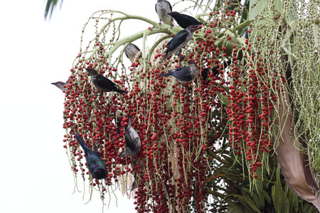 metallic starling (Aplonis metallica) Queensland, Australiaの写真素材
