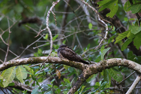 large-tailed nightjar (Caprimulgus macrurus) Queensland, Australiaの写真素材