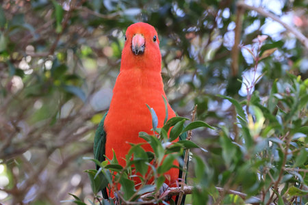 Curious Australian King-parrot (Alisterus scapularis) in the tree, Queensland Australiaの写真素材