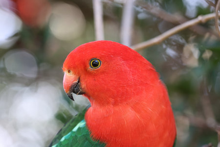 Curious Australian King-parrot (Alisterus scapularis) in the tree, Queensland Australiaの写真素材