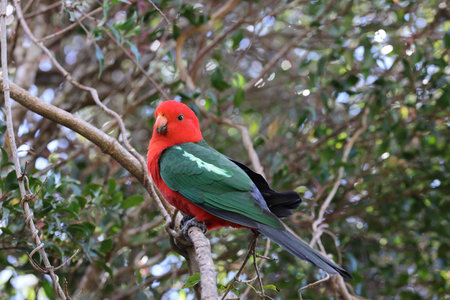 Curious Australian King-parrot (Alisterus scapularis) in the tree, Queensland Australiaの写真素材