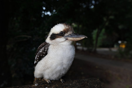 laughing kookaburra (Dacelo novaeguineae) Queensland, Australiaの写真素材