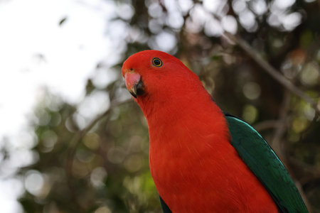 Curious Australian King-parrot (Alisterus scapularis) in the tree, Queensland Australiaの写真素材