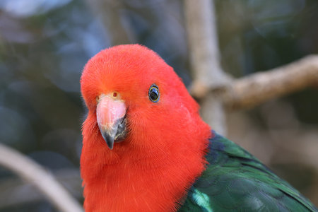 Curious Australian King-parrot (Alisterus scapularis) in the tree, Queensland Australiaの写真素材