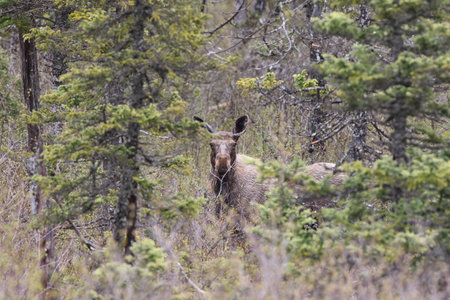 Mosses in the forestの写真素材