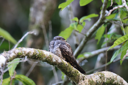 large-tailed nightjar (Caprimulgus macrurus) Queensland, Australia