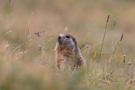 Marmot in Cervinia Wildlife Aosta Valley Italy