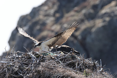 Osprey (Pandion haliaetus) young bird in nest on the coast of Newfoundland Canada
