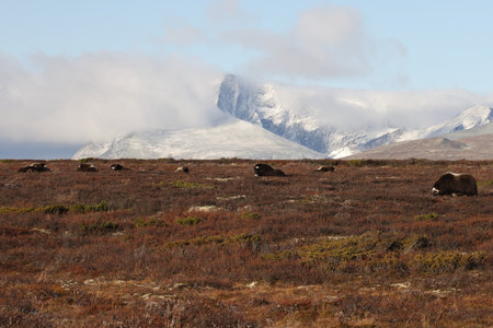 Musk ox in autumn Dovrefjell National Park Norway