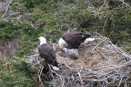 Adult Bald Eagle with chick in a nest in a tree Newfoundland Canada