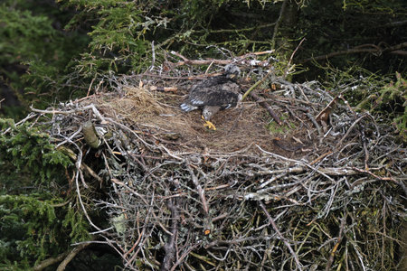 Bald Eagle chick in a nest in a tree Newfoundland Canada