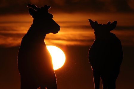 Canadian woodland caribou in sunset light Newfoundland Canadaの写真素材